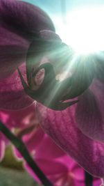 Close-up of pink flower