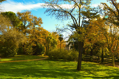 Trees in park