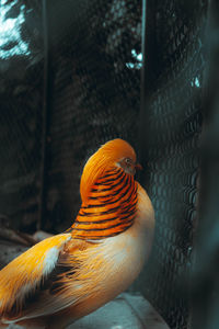 Close-up of parrot in cage