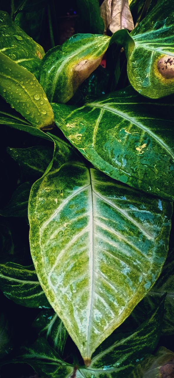 green, leaf, plant part, plant, nature, growth, close-up, flower, freshness, no people, beauty in nature, tree, tropics, leaf vein, day, outdoors, food and drink, plant stem, food, water, high angle view, jungle, rainforest, healthy eating, leaves