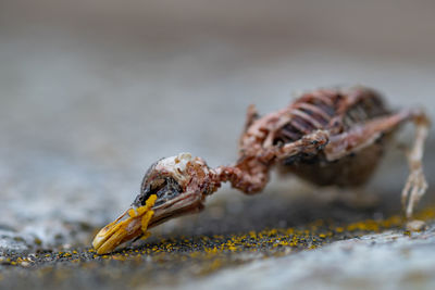 Close-up of crab on beach