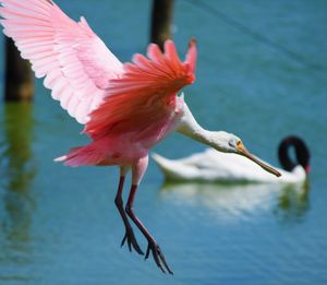 Close-up of a bird flying over lake