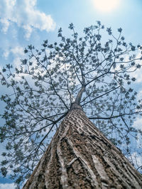 Low angle view of bare tree against sky