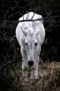 Portrait of horse on field