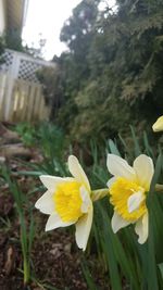 Close-up of yellow flowers