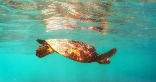 Turtle swimming in sea