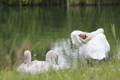 Swan swimming in lake