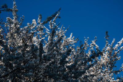 Low angle view of cherry blossom tree against blue sky