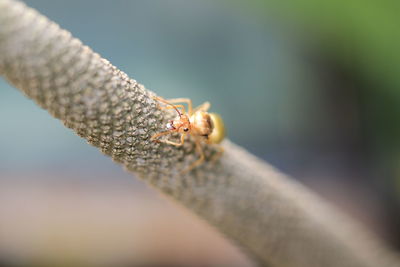 Close-up of insect