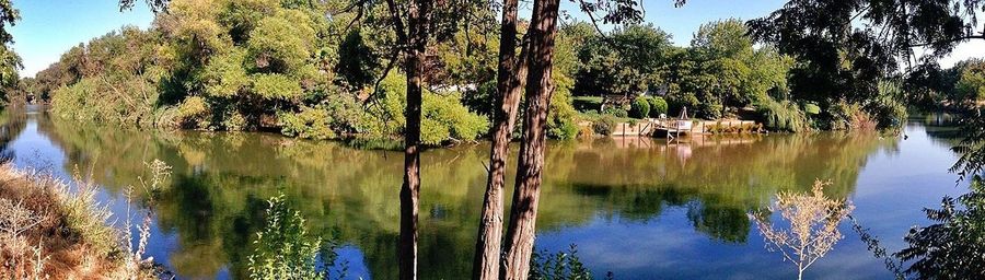 Reflection of trees in water