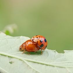 Close-up of ladybug on leaf