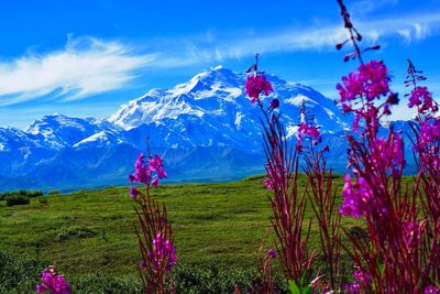 View of flowers on landscape against cloudy sky