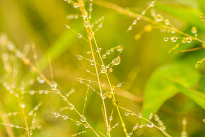 Close-up of wet spider web on plant