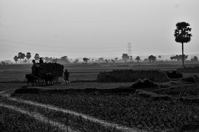 Cows on field against clear sky
