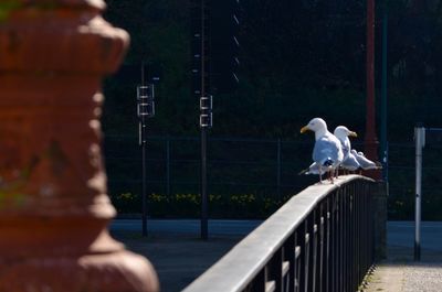 Bird perching on railing