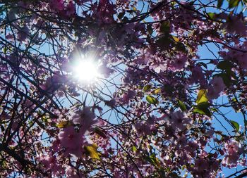 Low angle view of sunlight streaming through tree