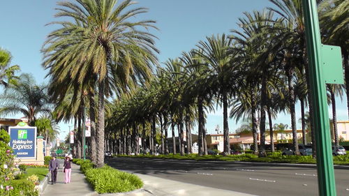 Palm trees against sky