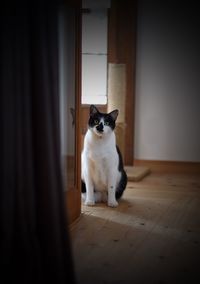 Portrait of a cat sitting on wooden floor
