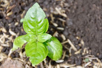 High angle view of plant growing on field