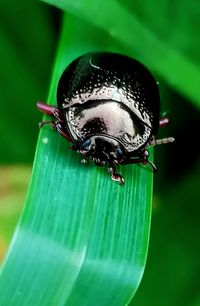 Close-up of insect on leaf