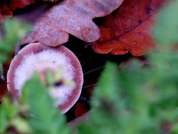 Close-up of plant against blurred background