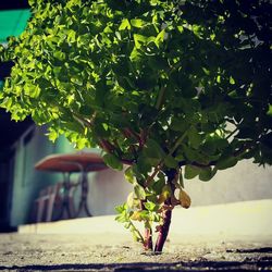 Close-up of fresh green plant