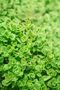 Beautiful fairy dreamy magic light yellow green plant sedum succulent with small leaves