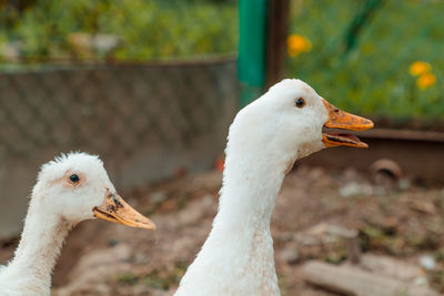 Close-up of a bird