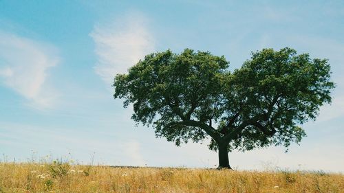 Heart shaped oak tree against sky