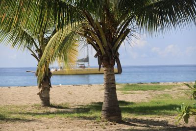 Palm tree by sea against sky