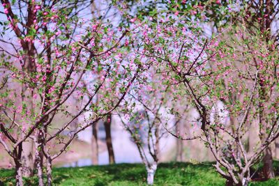 Cherry blossoms in park