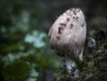 Close-up of mushroom growing outdoors