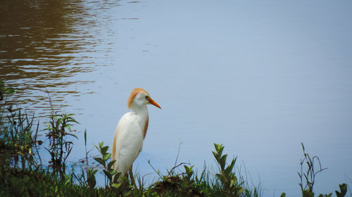 Duck by lake