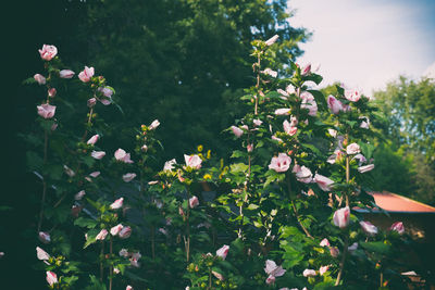 Close-up of flowers blooming on tree