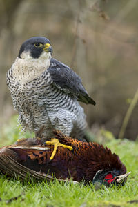 Close-up of sparrow hawk perching on dead animal