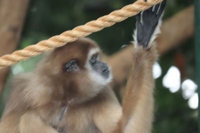 Close-up of monkey on tree