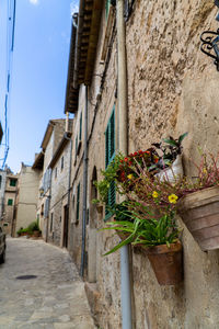 Low angle view of potted plants on wall of building