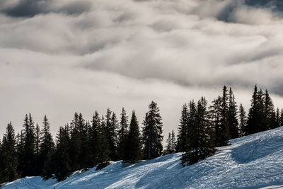 Trees against sky during winter