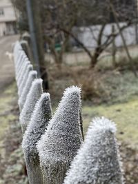 Close-up of frozen succulent plant on field during winter