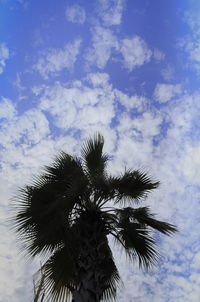 Low angle view of palm tree against sky