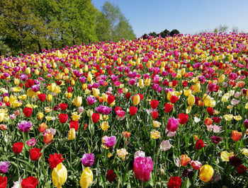 Pink flowering plants on field