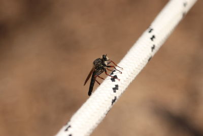 Close-up of housefly