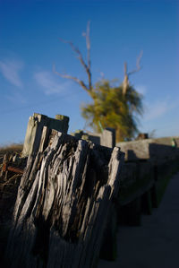 Close-up of wooden post on tree stump against sky