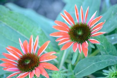 Close-up of purple coneflower blooming outdoors