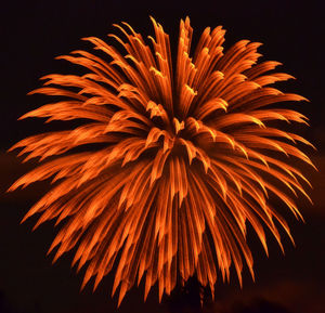 Close-up of illuminated flower at night