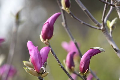 Close-up of pink flowering plant