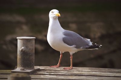 Close-up of bird perching on railing