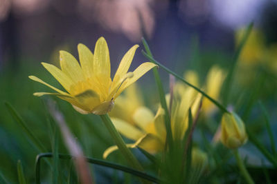 Close-up of yellow flowering plant on field