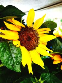 Close-up of sunflower on plant