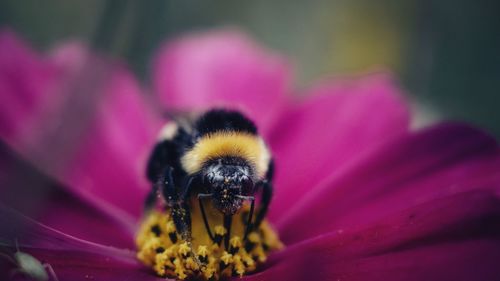 Close-up of bee pollinating on flower
